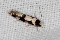Neurothaumasia ankerella