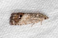 Cydia splendana