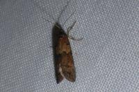 Tortricodes alternella