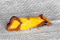 Agapeta zoegana