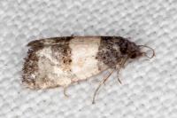 Propiromorpha rhodophana