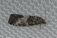 Spilonota laricana