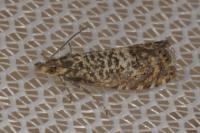 Dichrorampha ligulana