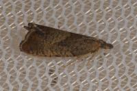 Dichrorampha cacaleana