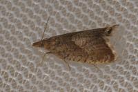 Dichrorampha cacaleana