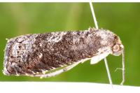 Grapholita molesta