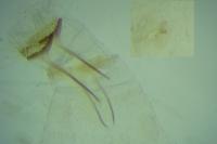 Phyllonorycter