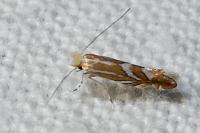 Phyllonorycter