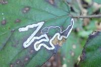 Stigmella aurella