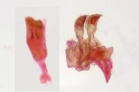 Metzneria metzneriella