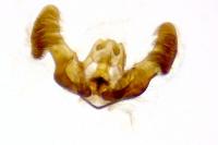 Eucosma albidulana