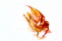 Capperia hellenica