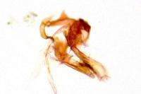Capperia hellenica