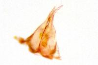 Capperia hellenica