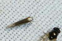 Argyresthia arceuthina