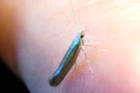 Argyresthia arceuthina