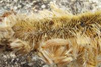 Limnaecia phragmitella