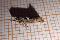 Acrolepiopsis assectella