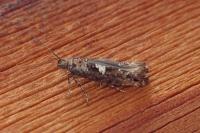Acrolepiopsis assectella