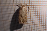 Agonopterix heracliana