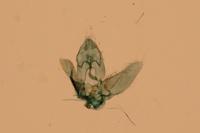 Agonopterix heracliana