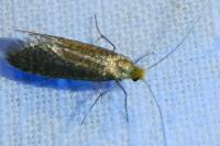 Nematopogon adansoniella