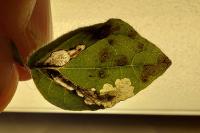 Cosmopterix pulchrimella