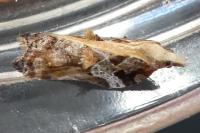 Acleris cristana
