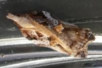 Acleris cristana