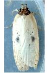Agonopterix subpropinquella