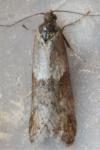 Tortricodes alternella