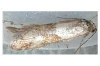 Tortricodes alternella