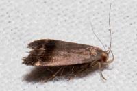 Anacampsis obscurella