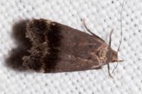 Anacampsis obscurella