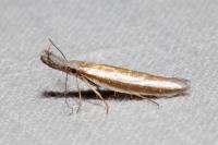 Pleurota aristella