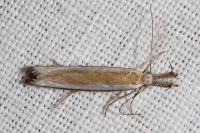Pleurota aristella
