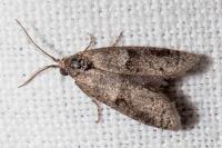 Penestoglossa dardoinella