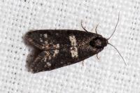 Penestoglossa gallica