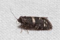 Penestoglossa gallica