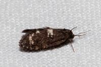 Penestoglossa gallica