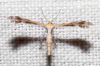 Stangeia siceliota