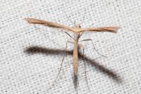 Stenoptilia