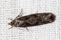 Zeiraphera griseana