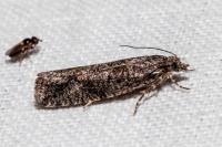 Zeiraphera griseana