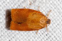 Cacoecimorpha pronubana