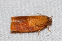 Cacoecimorpha pronubana
