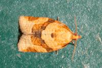 Clepsis consimilana