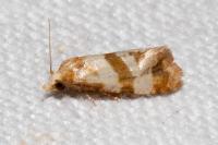 Phalonidia contractana