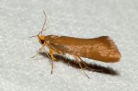 Crassa unitella