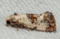 Neocochylis hybridella